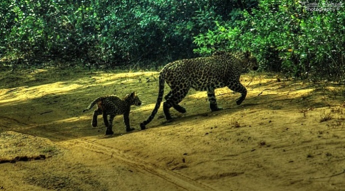 Sigiriya