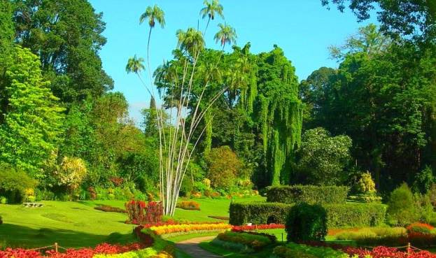 Tea Plantation