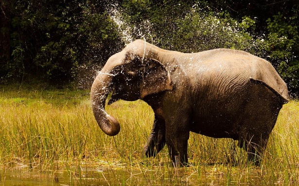Wildlife